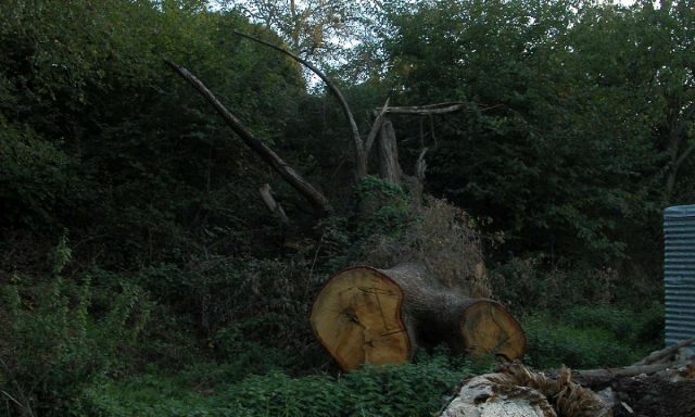 Quercia di San Francesco