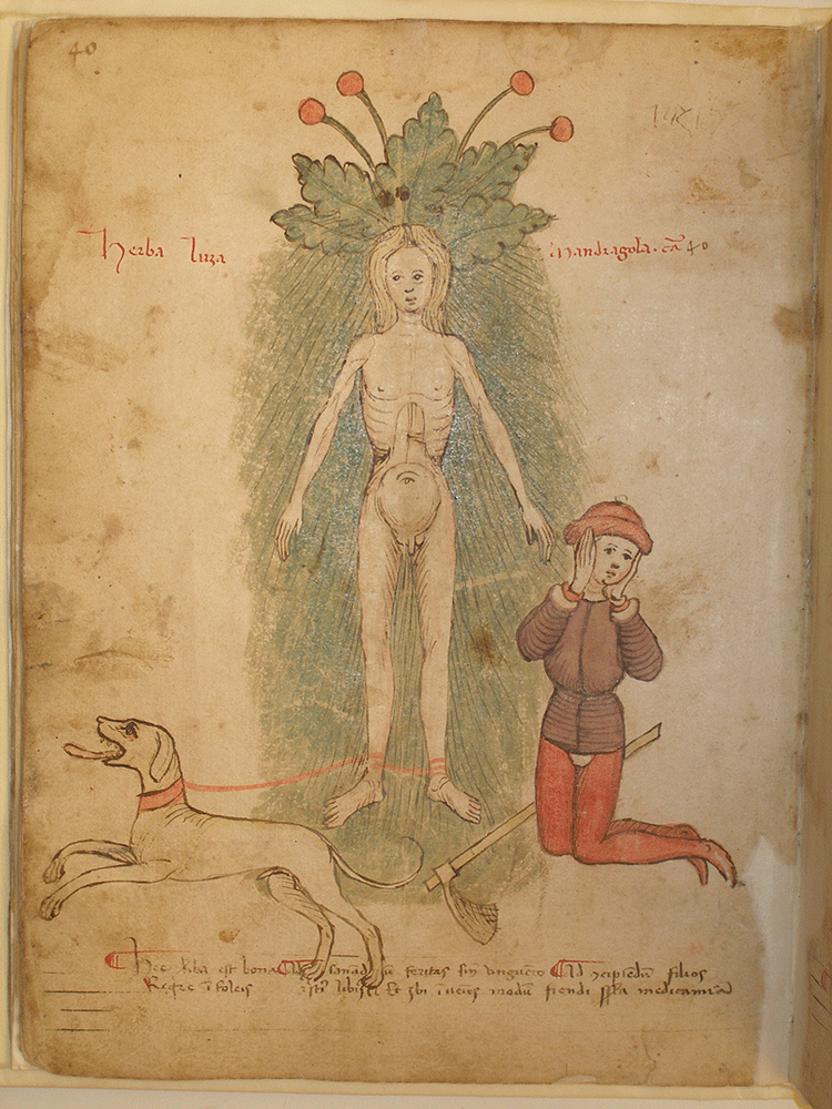 © Immagine tratta dal manoscritto 18, del secolo XV, conservato presso Biblioteca Civica "Romolo Spezioli" di Fermo